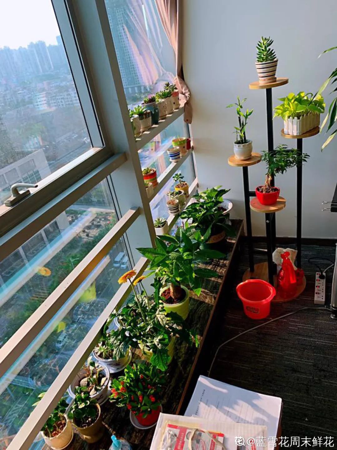 室內養(yǎng)花的好處與壞處_室內養(yǎng)花_室內養(yǎng)花有小飛蟲怎么辦