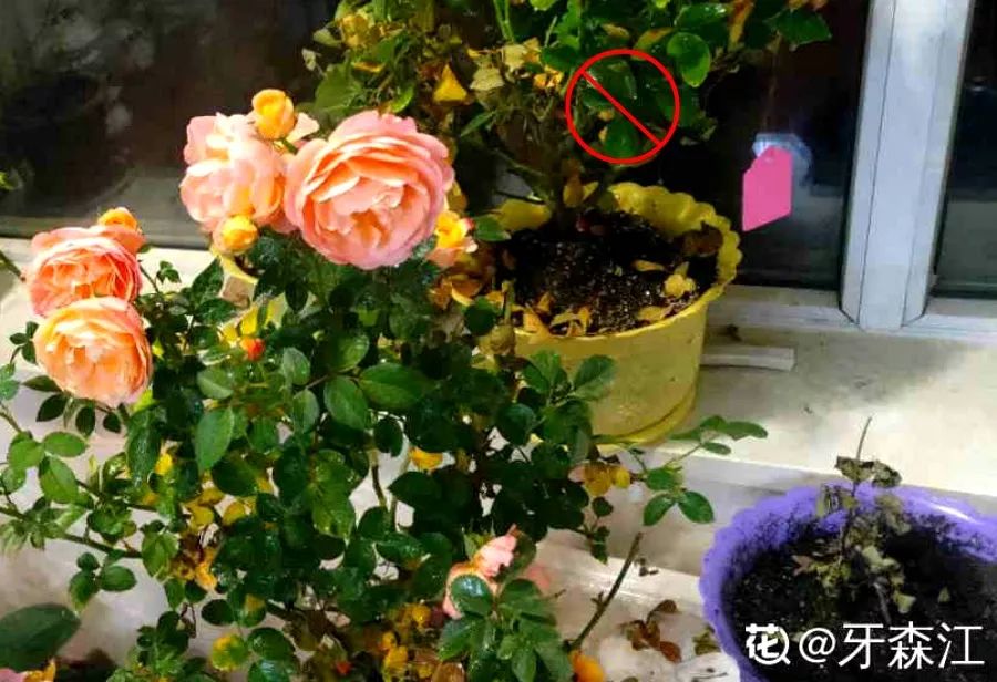 室內養(yǎng)花的好處與壞處_室內養(yǎng)花_室內養(yǎng)花有小飛蟲怎么辦