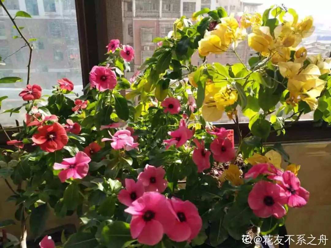 室內養(yǎng)花有小飛蟲怎么辦_室內養(yǎng)花的好處與壞處_室內養(yǎng)花