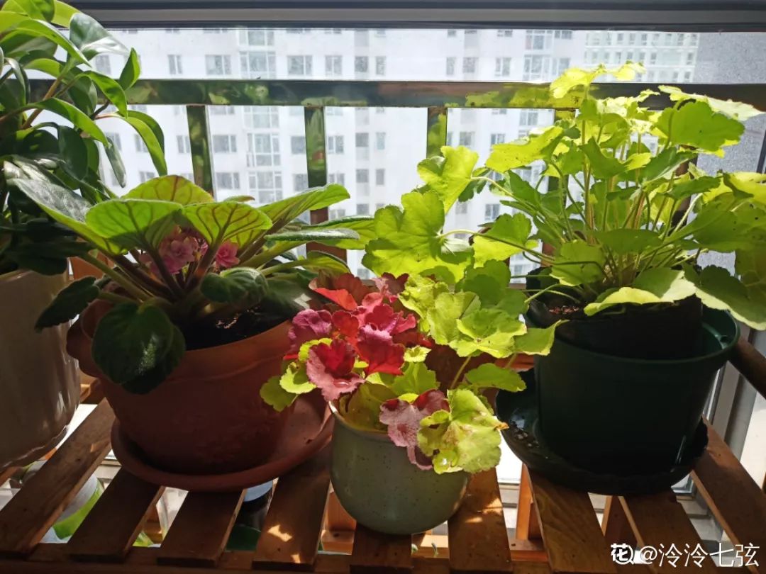室內養(yǎng)花的好處與壞處_室內養(yǎng)花有小飛蟲怎么辦_室內養(yǎng)花