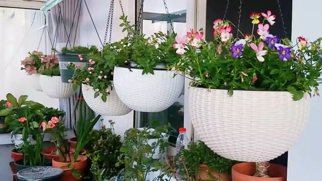 室內養(yǎng)花_室內養(yǎng)花的好處與壞處_室內養(yǎng)花有小飛蟲怎么辦