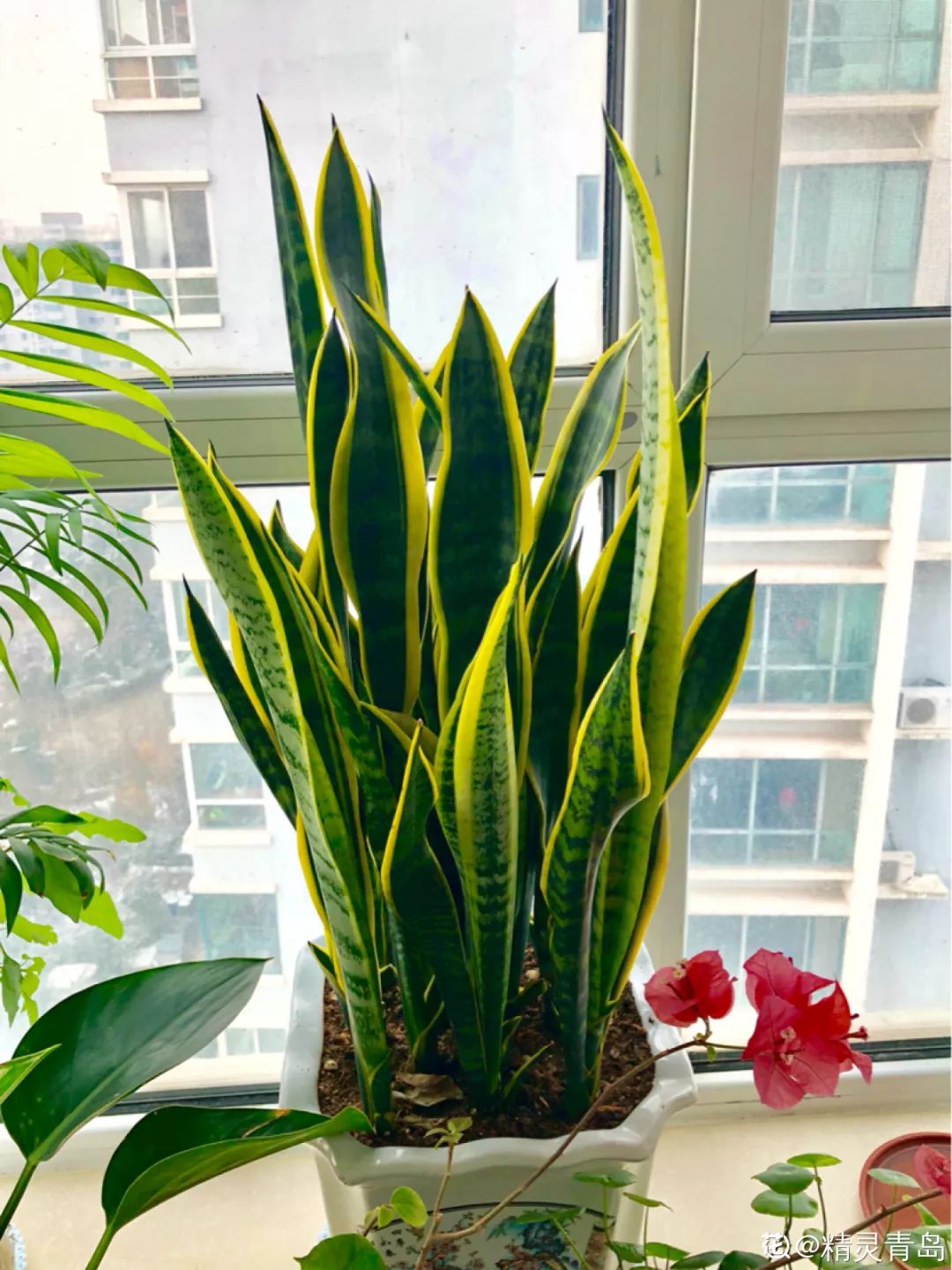 室內養(yǎng)花的好處與壞處_室內養(yǎng)花_室內養(yǎng)花有小飛蟲怎么辦