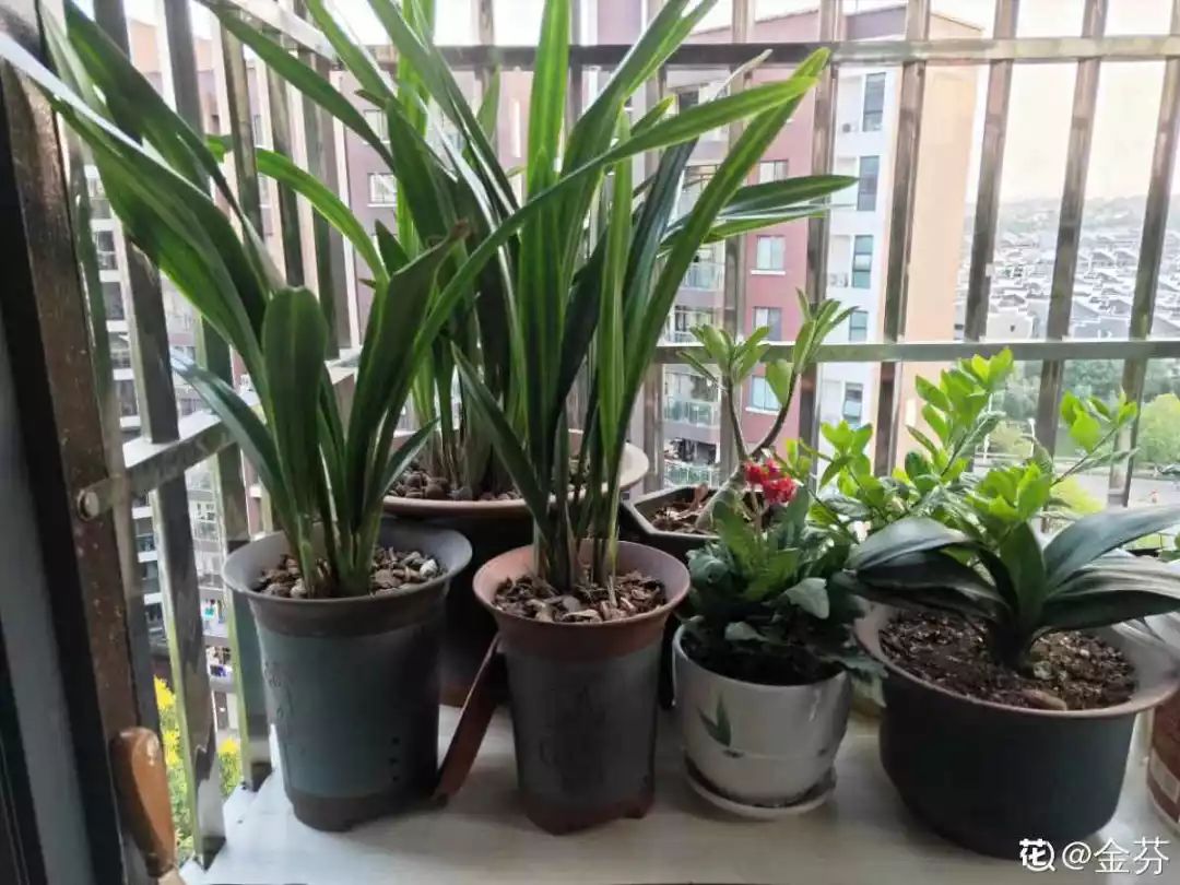 室內養(yǎng)花有小飛蟲怎么辦_室內養(yǎng)花的好處與壞處_室內養(yǎng)花