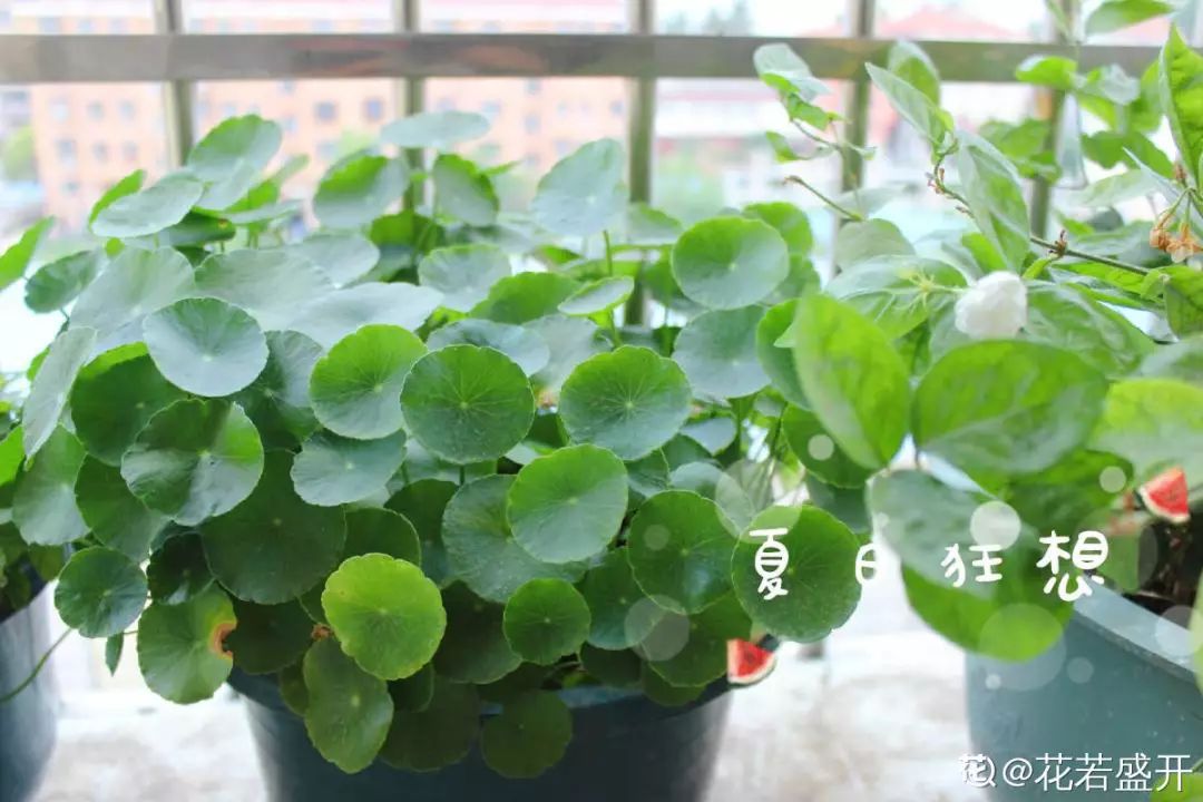 室內養(yǎng)花_室內養(yǎng)花有小飛蟲怎么辦_室內養(yǎng)花的好處與壞處