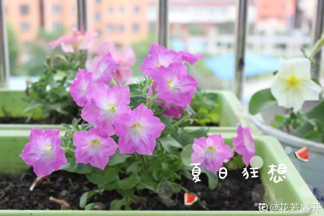 室內養(yǎng)花的好處與壞處_室內養(yǎng)花_室內養(yǎng)花有小飛蟲怎么辦