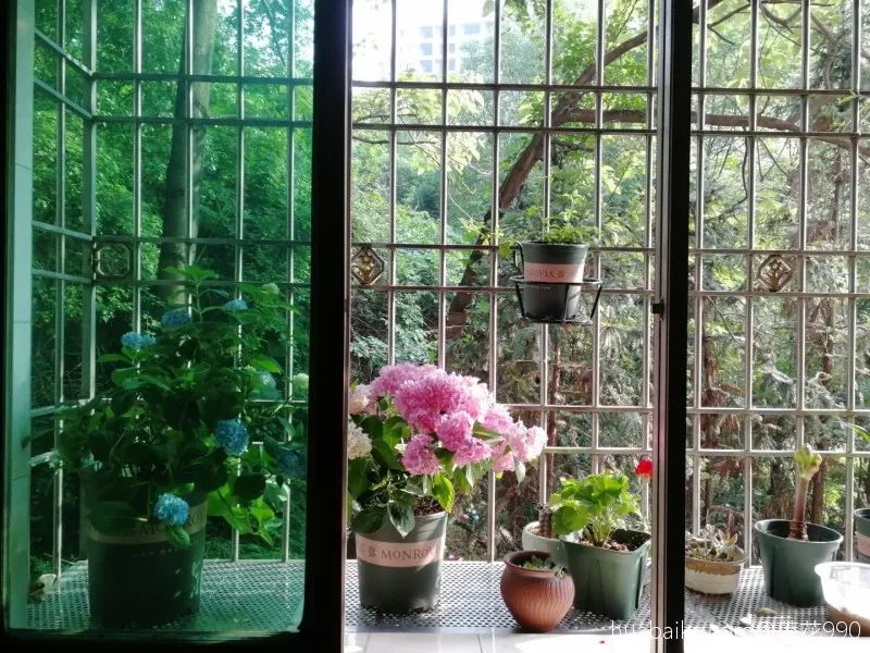 室內養(yǎng)花的好處與壞處_室內養(yǎng)花_室內養(yǎng)花有小飛蟲怎么辦