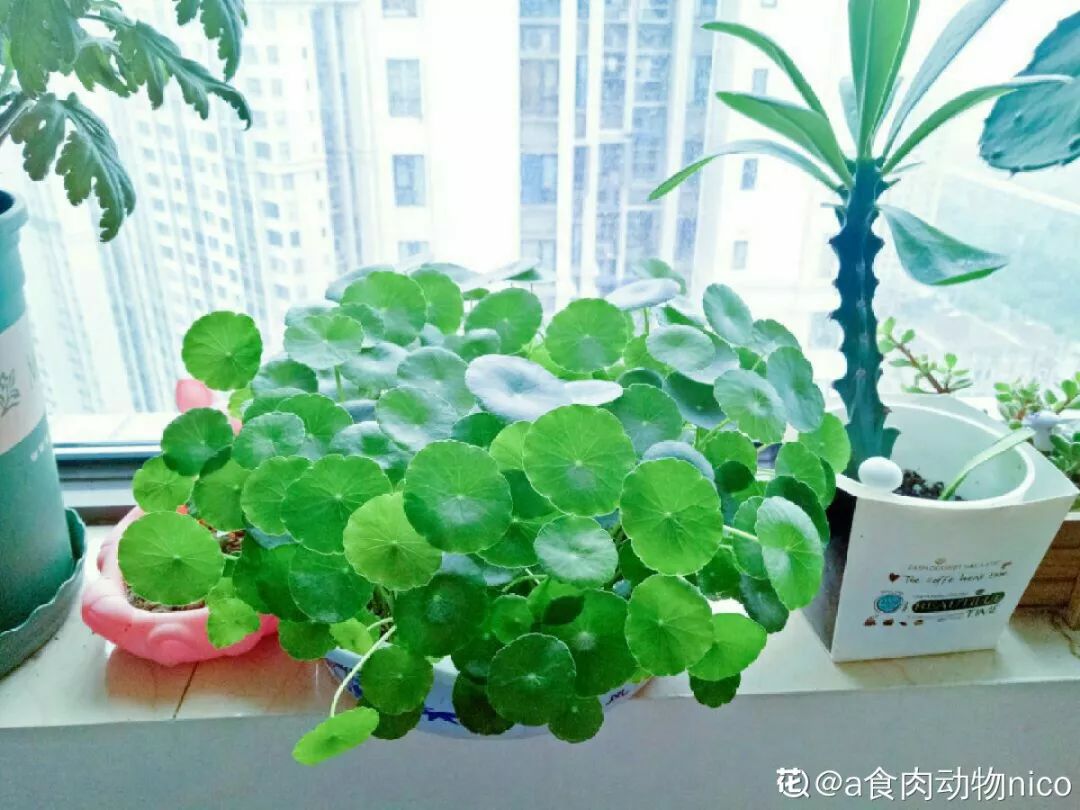 室內養(yǎng)花有小飛蟲怎么辦_室內養(yǎng)花的好處與壞處_室內養(yǎng)花