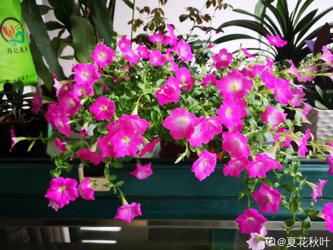 室內養(yǎng)花_室內養(yǎng)花的好處與壞處_室內養(yǎng)花有小飛蟲怎么辦