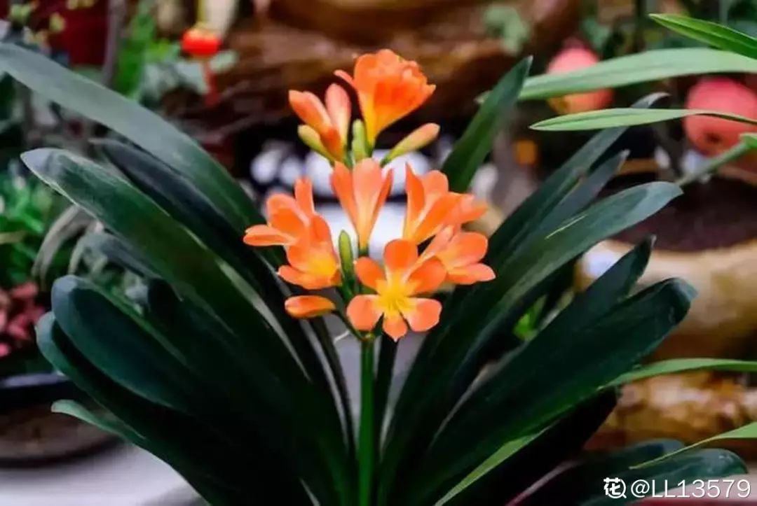 室內養(yǎng)花有小飛蟲怎么辦_室內養(yǎng)花_室內養(yǎng)花的好處與壞處