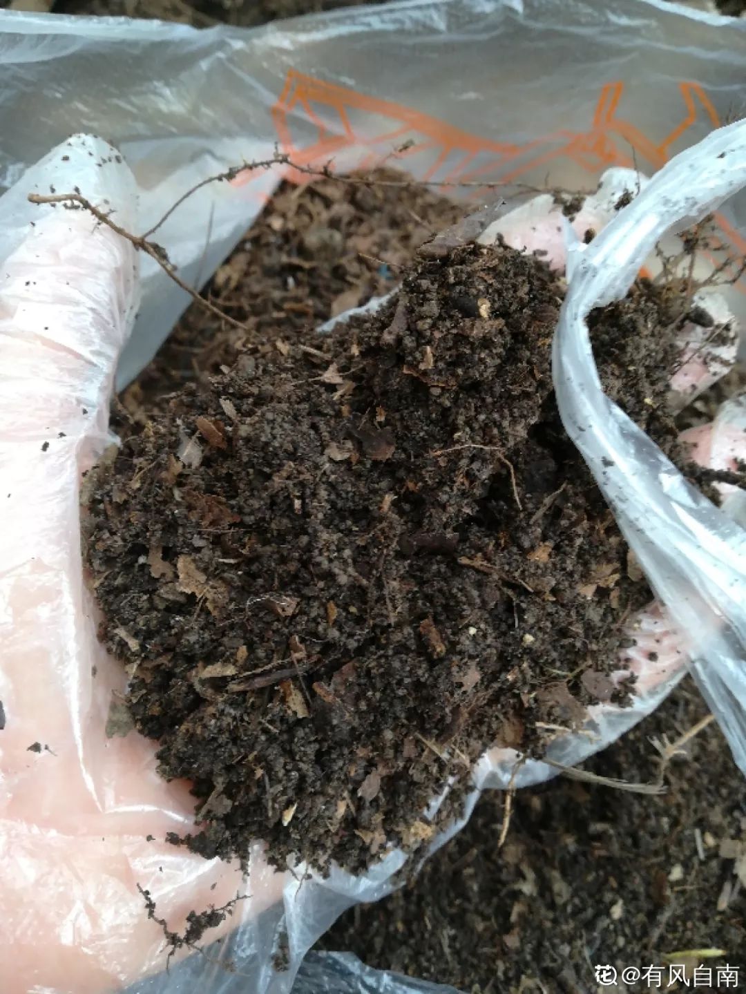 室內養(yǎng)花的好處與壞處_室內養(yǎng)花有小飛蟲怎么辦_室內養(yǎng)花