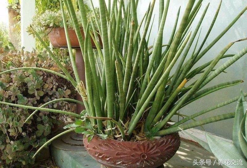 養(yǎng)綠植家里有小飛蟲(chóng)_養(yǎng)綠植家里會(huì)有蟲(chóng)子嗎_家里好養(yǎng)的綠植