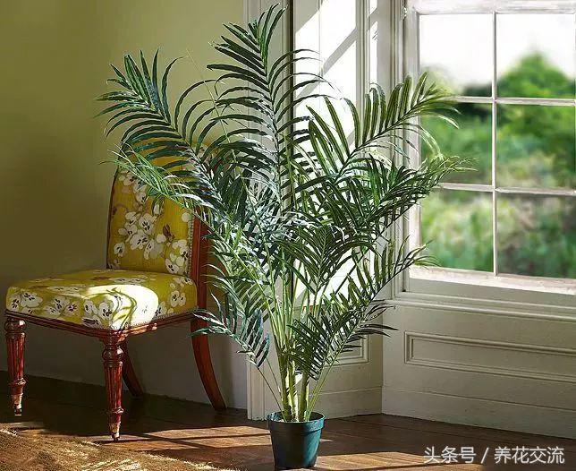 養(yǎng)綠植家里會(huì)有蟲(chóng)子嗎_家里好養(yǎng)的綠植_養(yǎng)綠植家里有小飛蟲(chóng)