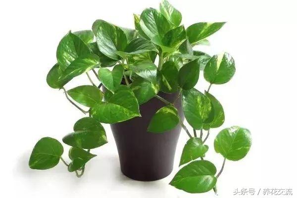 養(yǎng)綠植家里會(huì)有蟲(chóng)子嗎_家里好養(yǎng)的綠植_養(yǎng)綠植家里有小飛蟲(chóng)