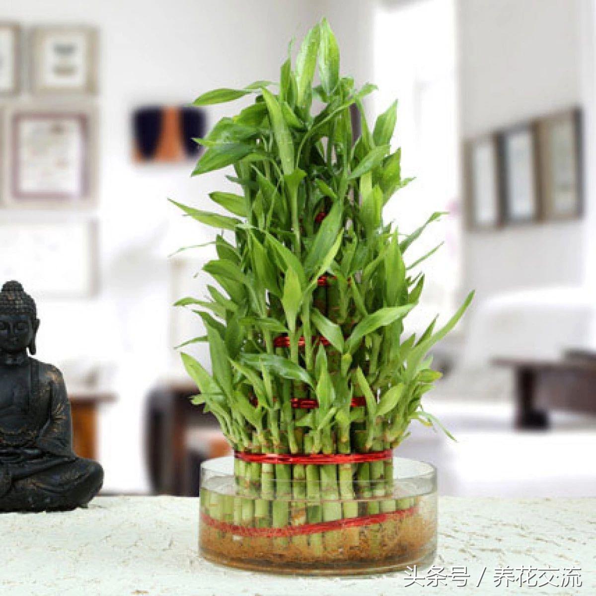 養(yǎng)綠植家里會(huì)有蟲(chóng)子嗎_養(yǎng)綠植家里有小飛蟲(chóng)_家里好養(yǎng)的綠植