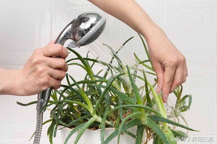 養(yǎng)綠植家里有小飛蟲(chóng)_養(yǎng)綠植家里會(huì)有蟲(chóng)子嗎_家里好養(yǎng)的綠植