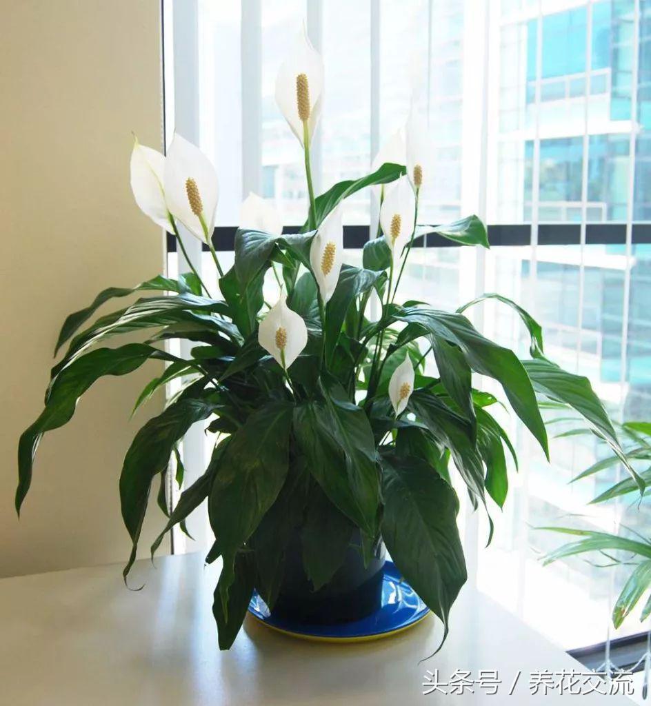養(yǎng)綠植家里有小飛蟲(chóng)_養(yǎng)綠植家里會(huì)有蟲(chóng)子嗎_家里好養(yǎng)的綠植
