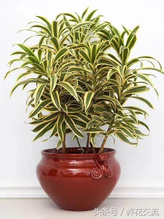 家里好養(yǎng)的綠植_養(yǎng)綠植家里會(huì)有蟲(chóng)子嗎_養(yǎng)綠植家里有小飛蟲(chóng)