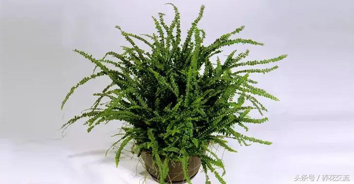 養(yǎng)綠植家里會(huì)有蟲(chóng)子嗎_家里好養(yǎng)的綠植_養(yǎng)綠植家里有小飛蟲(chóng)