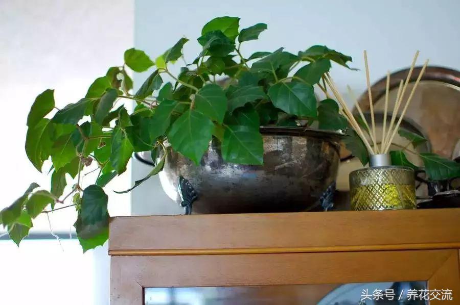 家里好養(yǎng)的綠植_養(yǎng)綠植家里有小飛蟲(chóng)_養(yǎng)綠植家里會(huì)有蟲(chóng)子嗎