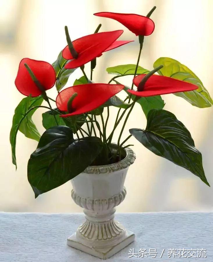 養(yǎng)綠植家里會(huì)有蟲(chóng)子嗎_養(yǎng)綠植家里有小飛蟲(chóng)_家里好養(yǎng)的綠植