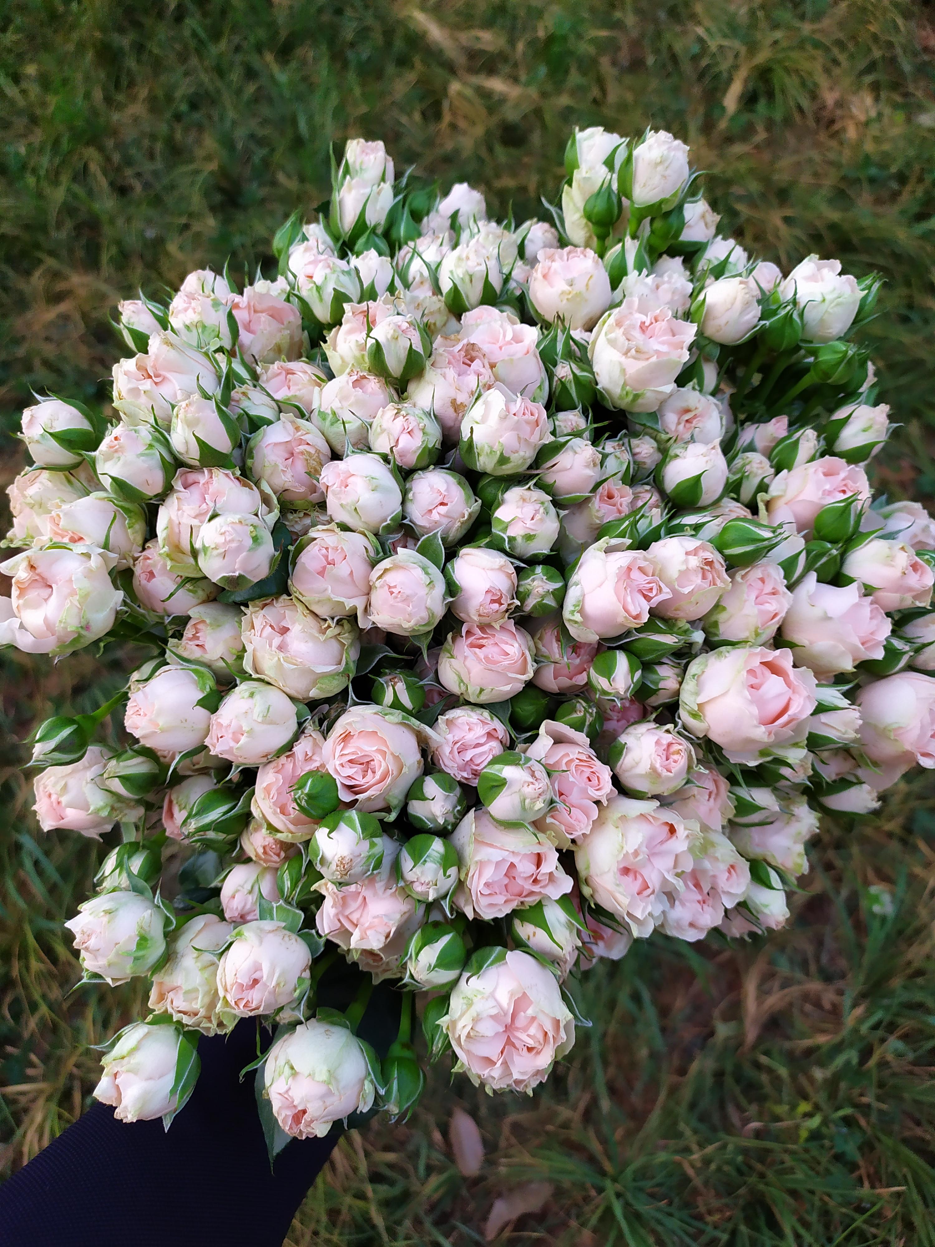 鮮花醒花怎么處理_鮮花醒花后怎么儲存_鮮花如何醒花兒