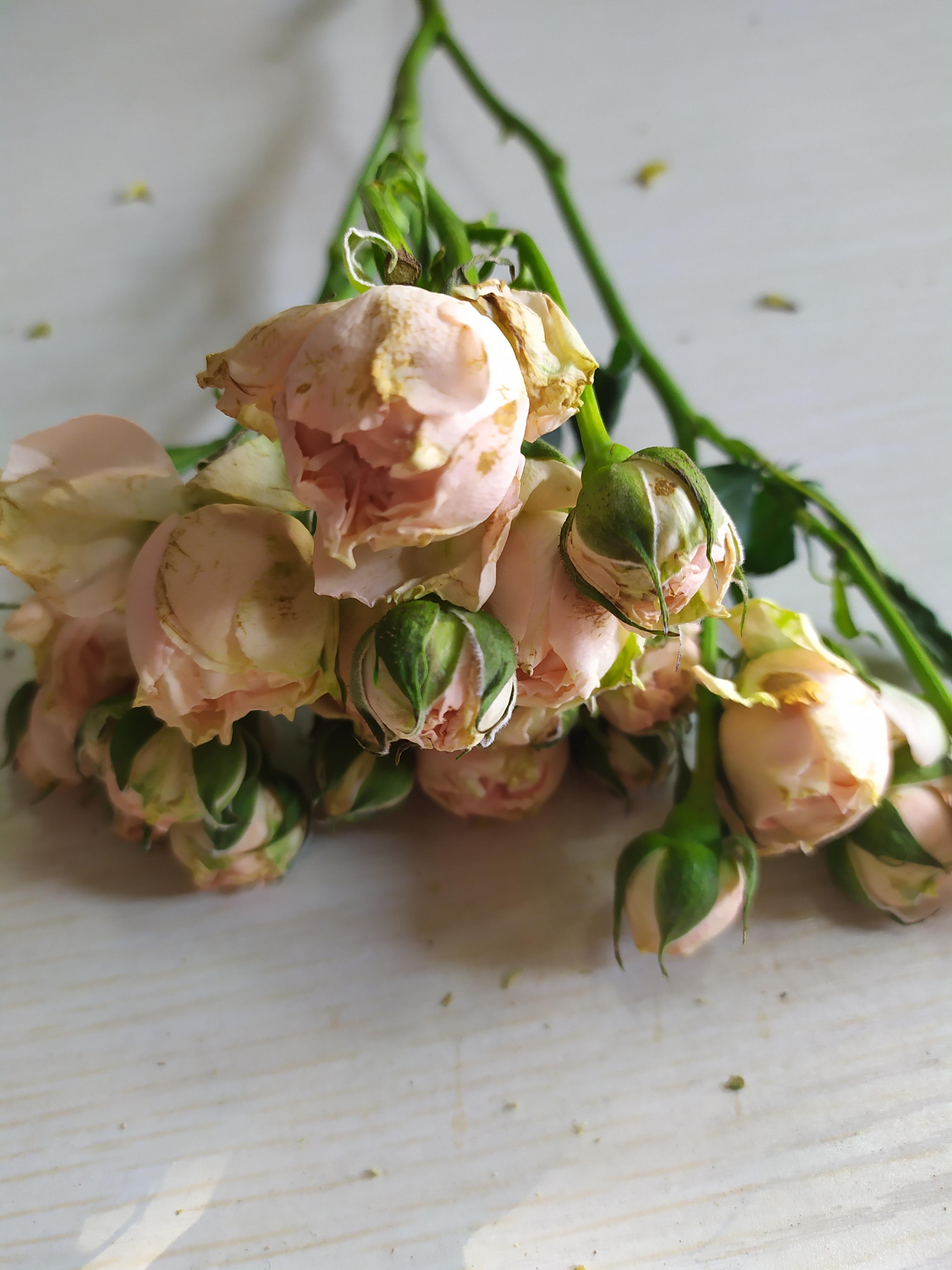 鮮花醒花怎么處理_鮮花醒花后怎么儲存_鮮花如何醒花兒