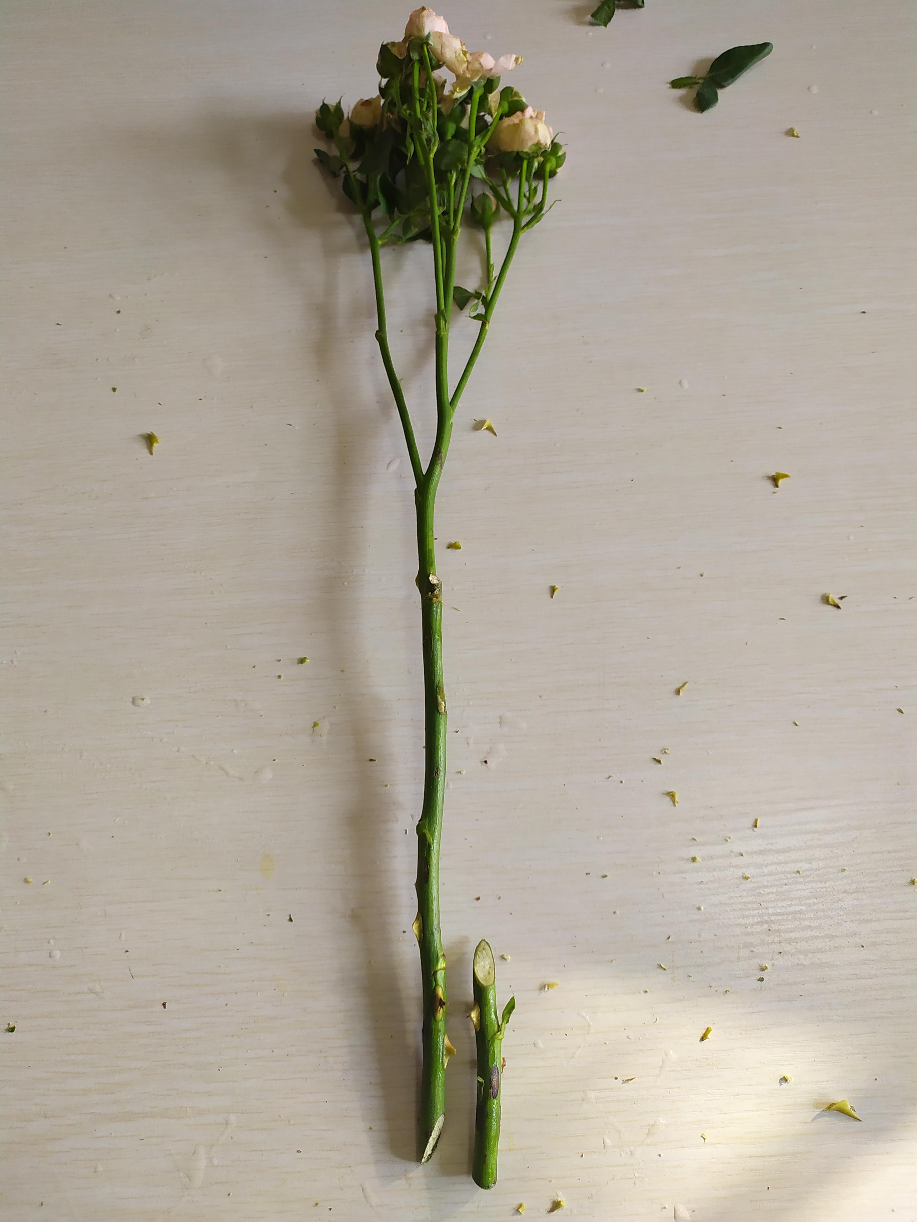 鮮花醒花后怎么儲存_鮮花如何醒花兒_鮮花醒花怎么處理