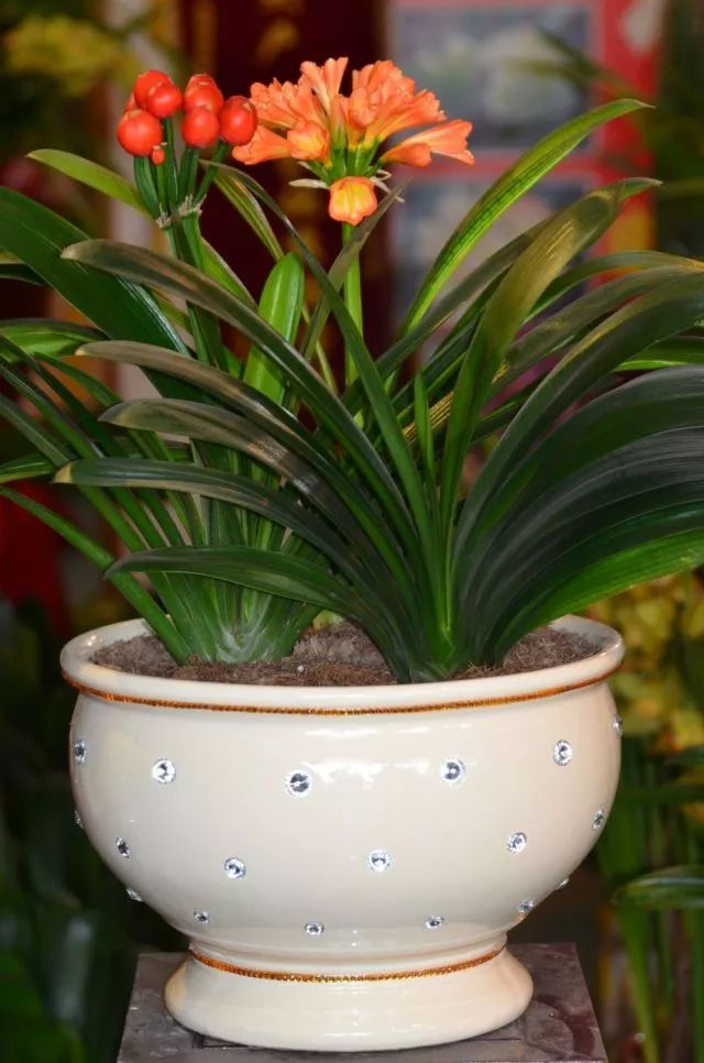 適合家里養(yǎng)的花卉_花卉養(yǎng)適合家里養(yǎng)的花_花卉養(yǎng)適合家里養(yǎng)什么花
