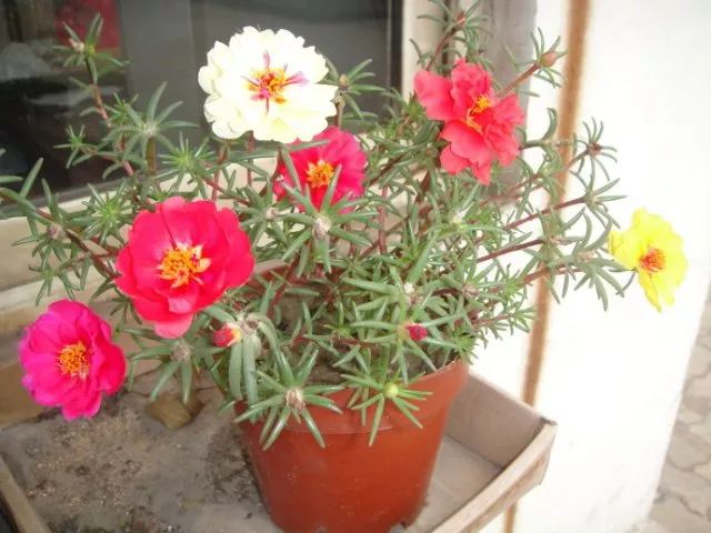 適合家里養(yǎng)的花卉_花卉養(yǎng)適合家里養(yǎng)什么花_花卉養(yǎng)適合家里養(yǎng)的花