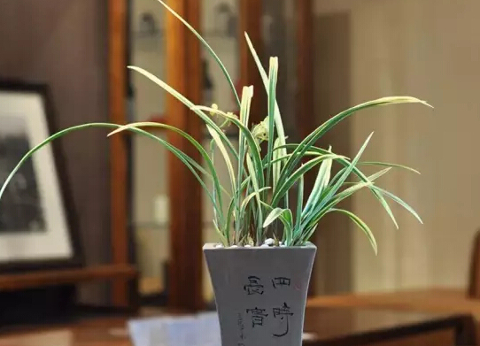 適合家里養(yǎng)的花卉_花卉養(yǎng)適合家里養(yǎng)的花_花卉養(yǎng)適合家里養(yǎng)什么花