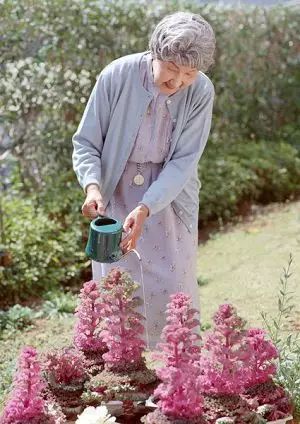 花卉養(yǎng)適合家里養(yǎng)什么花_適合家里養(yǎng)的花卉_花卉養(yǎng)適合家里養(yǎng)的花