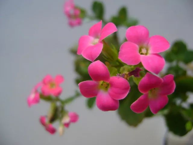 花卉養(yǎng)適合家里養(yǎng)什么花_適合家里養(yǎng)的花卉_花卉養(yǎng)適合家里養(yǎng)的花