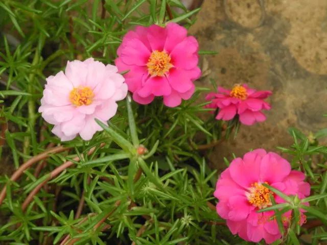 花卉養(yǎng)適合家里養(yǎng)的花_花卉養(yǎng)適合家里養(yǎng)什么花_適合家里養(yǎng)的花卉