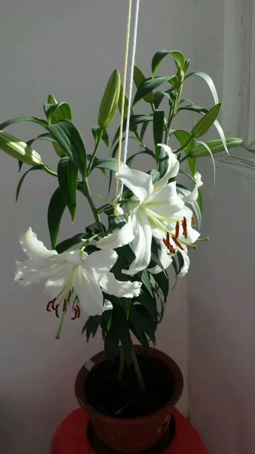 花卉養(yǎng)適合家里養(yǎng)的花_適合家里養(yǎng)的花卉_花卉養(yǎng)適合家里養(yǎng)什么花