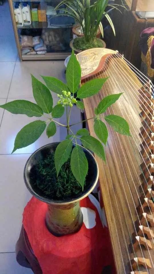 適合家里養(yǎng)的花卉_花卉養(yǎng)適合家里養(yǎng)的花_花卉養(yǎng)適合家里養(yǎng)什么花