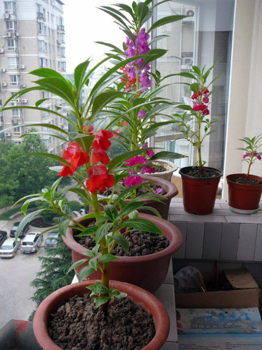 花卉養(yǎng)適合家里養(yǎng)什么花_適合家里養(yǎng)的花卉_花卉養(yǎng)適合家里養(yǎng)的花