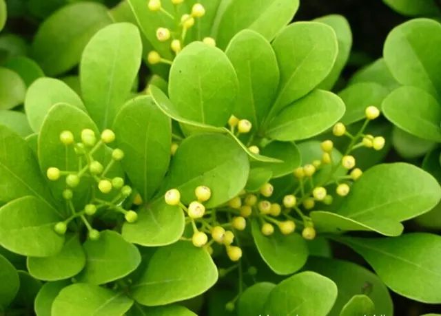適合家里養(yǎng)的花卉_花卉養(yǎng)適合家里養(yǎng)的花_花卉養(yǎng)適合家里養(yǎng)什么花