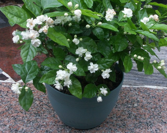 花卉養(yǎng)適合家里養(yǎng)的花_花卉養(yǎng)適合家里養(yǎng)什么花_適合家里養(yǎng)的花卉