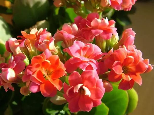 適合家里養(yǎng)的花卉_花卉養(yǎng)適合家里養(yǎng)的花_花卉養(yǎng)適合家里養(yǎng)什么花