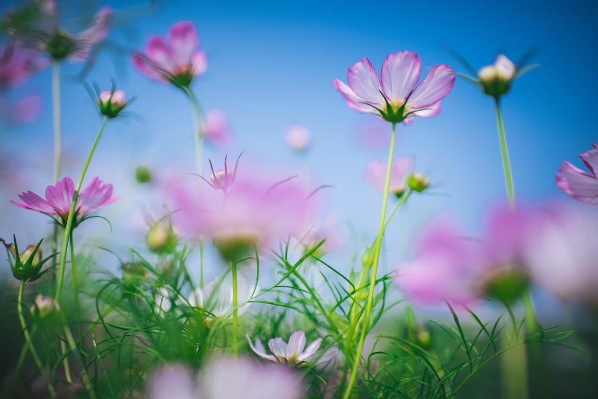 農(nóng)村俗語(yǔ)“鮮花插在牛糞上”是什么意思？鮮花可以插在牛糞上嗎？