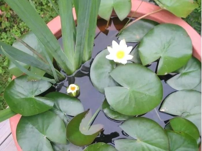 沒想到睡蓮是這么容易養(yǎng)護(hù)的花卉，北方的朋友也能養(yǎng)水缸里