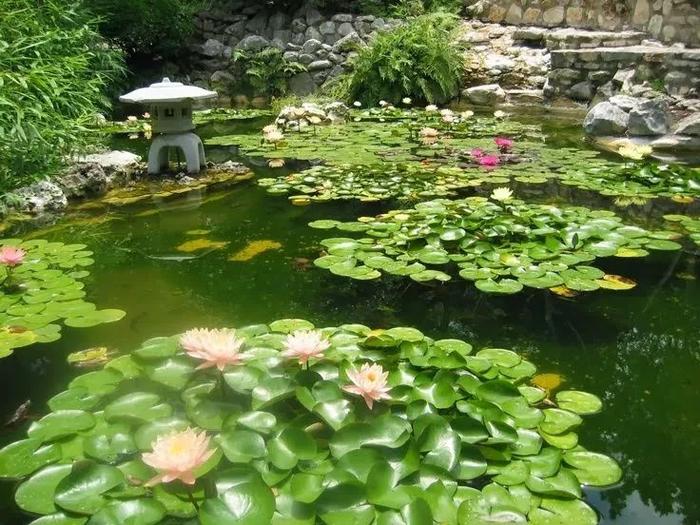 容易養(yǎng)的室內(nèi)花卉品種_花卉室內(nèi)養(yǎng)品種容易招蚊子嗎_花卉室內(nèi)養(yǎng)品種容易生蟲嗎