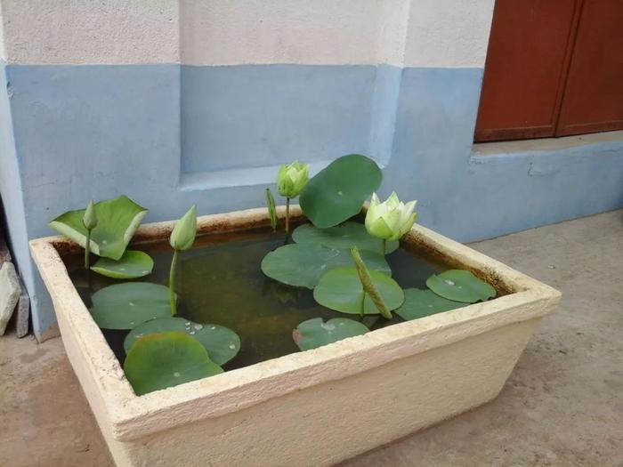 容易養(yǎng)的室內(nèi)花卉品種_花卉室內(nèi)養(yǎng)品種容易招蚊子嗎_花卉室內(nèi)養(yǎng)品種容易生蟲嗎