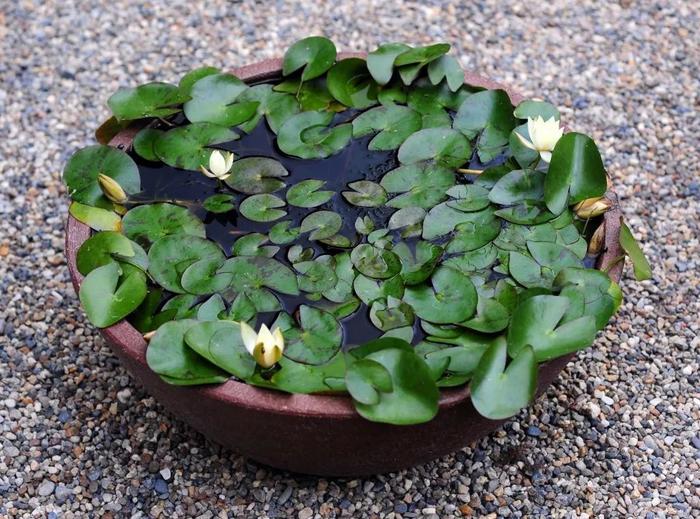 花卉室內(nèi)養(yǎng)品種容易招蚊子嗎_容易養(yǎng)的室內(nèi)花卉品種_花卉室內(nèi)養(yǎng)品種容易生蟲嗎