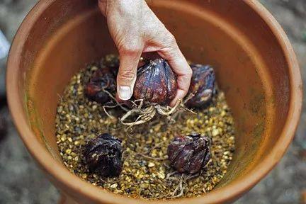 花卉室內(nèi)養(yǎng)品種容易生蟲嗎_容易養(yǎng)的室內(nèi)花卉品種_花卉室內(nèi)養(yǎng)品種容易招蚊子嗎