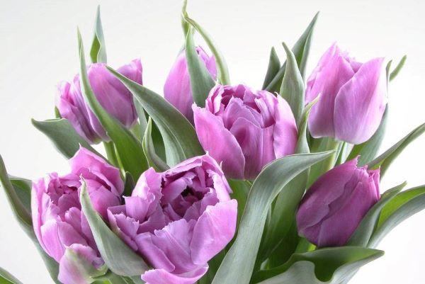 媳婦過(guò)生日送什么花