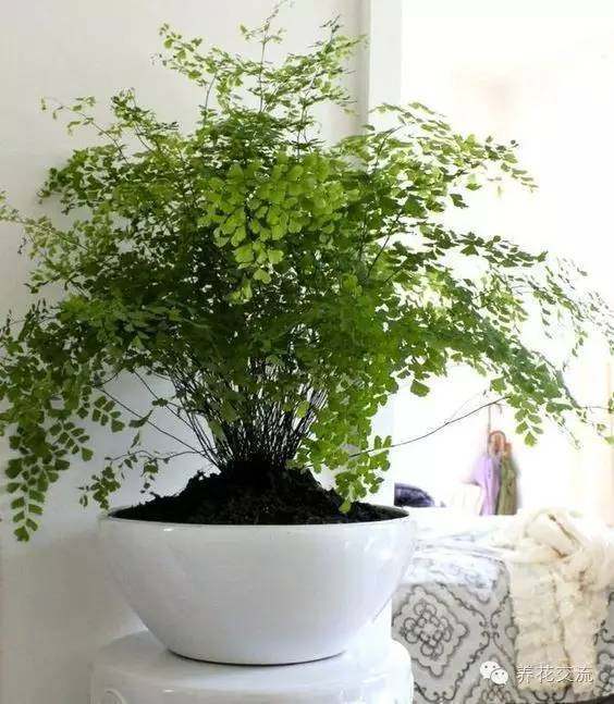 特別耐陰的室內(nèi)盆栽植物，沒(méi)有陽(yáng)光就養(yǎng)它們好看了