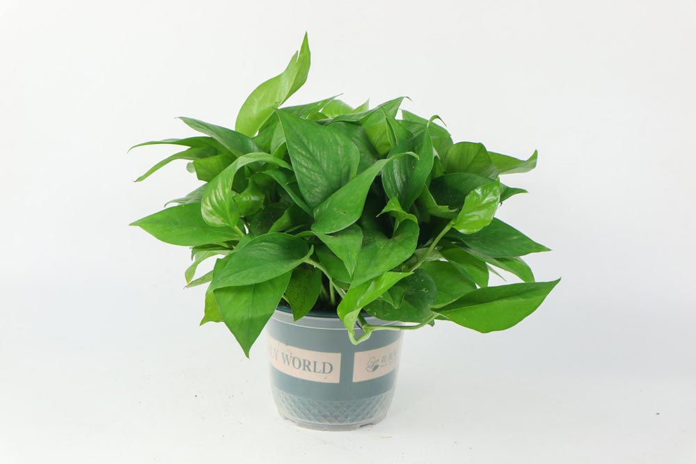 客廳什么綠植好養(yǎng)_客廳養(yǎng)綠植好不好_客廳養(yǎng)綠植好嗎風(fēng)水