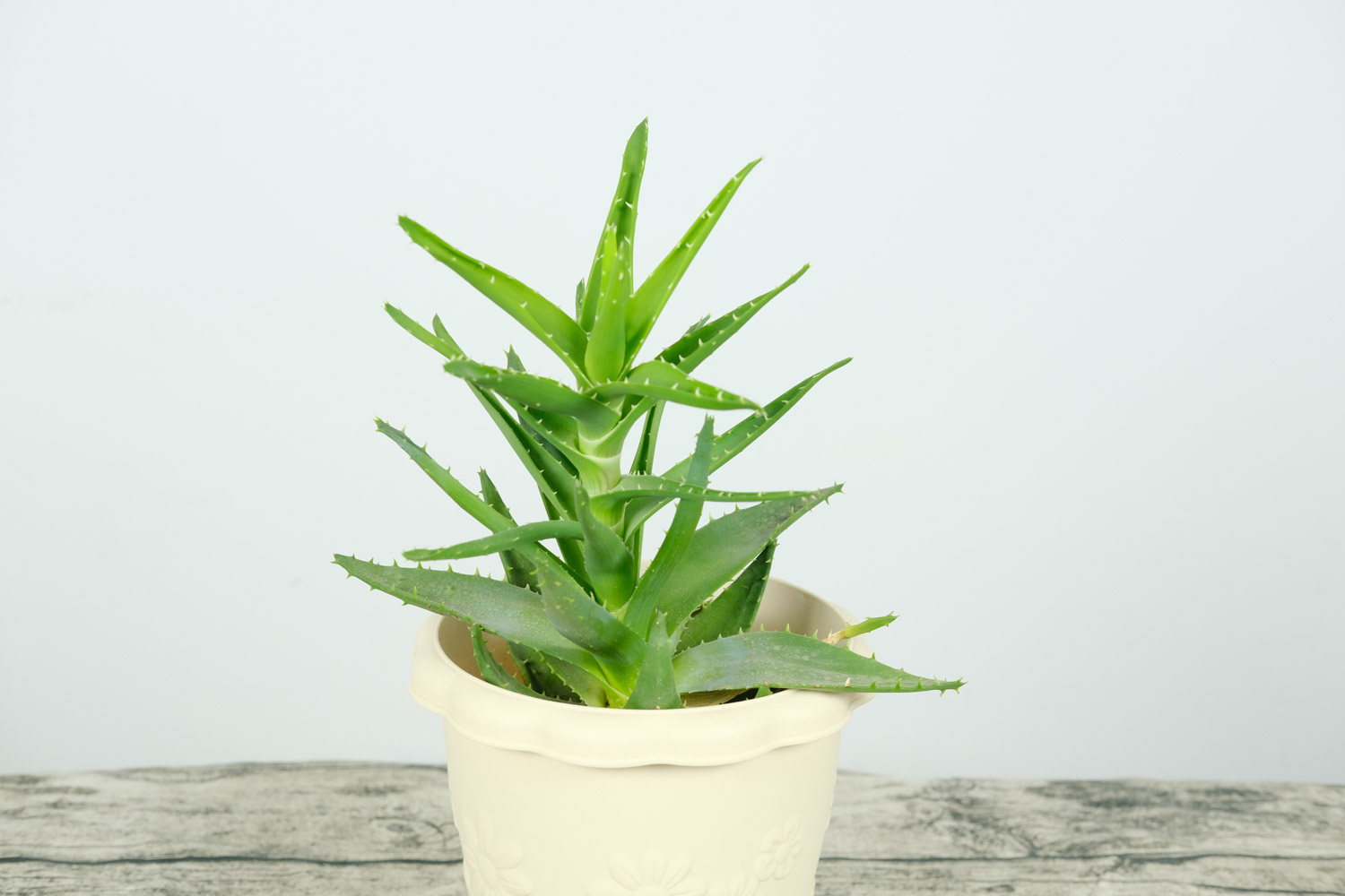 客廳養(yǎng)綠植好嗎風(fēng)水_客廳養(yǎng)綠植好不好_客廳什么綠植好養(yǎng)
