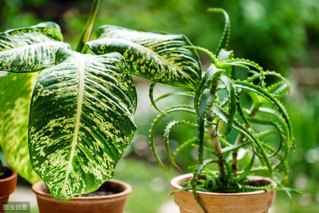 6種適合臥室養(yǎng)的盆栽植物，清新又靜心